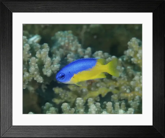 Framed Print : A bright blue-yellow fish, Neon Demoiselle (Pomacentrus coelestis) Framed Print : A bright blue-yellow fish, Neon Demoiselle (Pomacentrus coelestis)