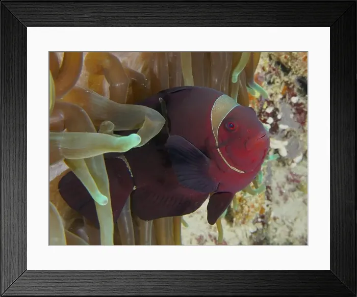 Framed Print : A red anemonefish, velvet anemonefish Framed Print : A red anemonefish, velvet anemonefish