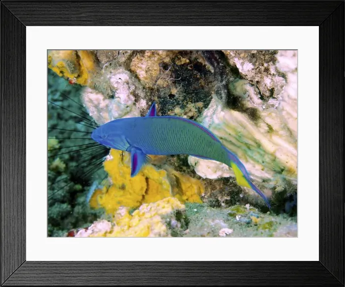Framed Print : A brightly coloured fish, the crescent moon pupfish (Thalassoma lunare) Framed Print : A brightly coloured fish, the crescent moon pupfish (Thalassoma lunare)