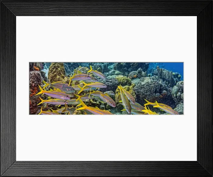 Framed Print : yellowtail snapper, Ocyurus chrysurus is an abundant species of snapper native to the western Atlantic Ocean including Framed Print : yellowtail snapper, Ocyurus chrysurus is an abundant species of snapper native to the western Atlantic Ocean including