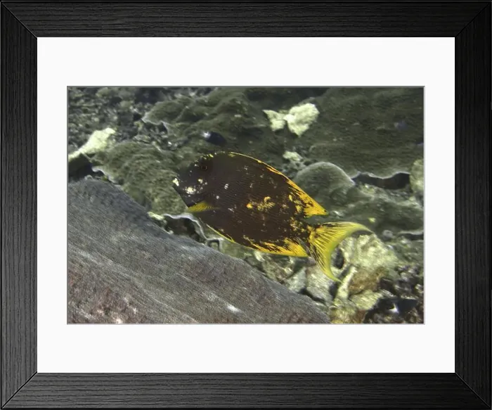Framed Print : Dark-coloured fish with yellow details Framed Print : Dark-coloured fish with yellow details