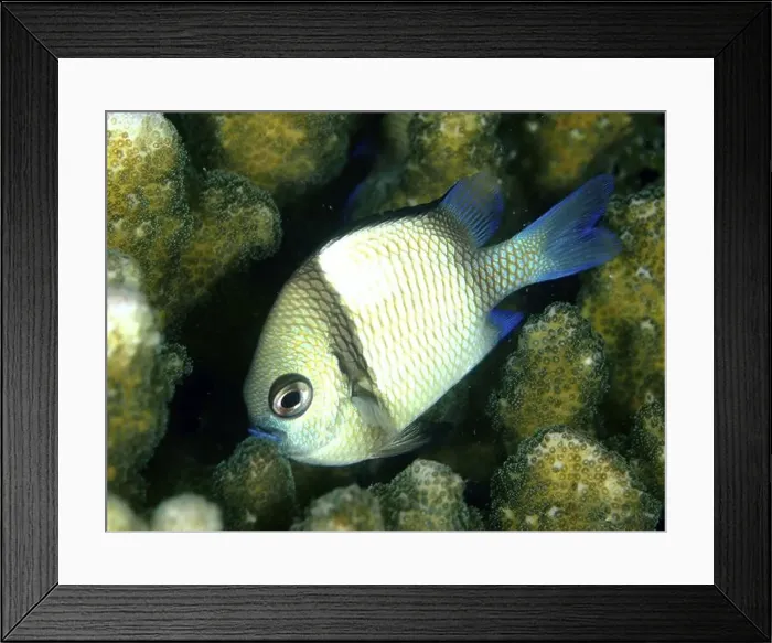 Framed Print : A fish with scaly skin and blue fins