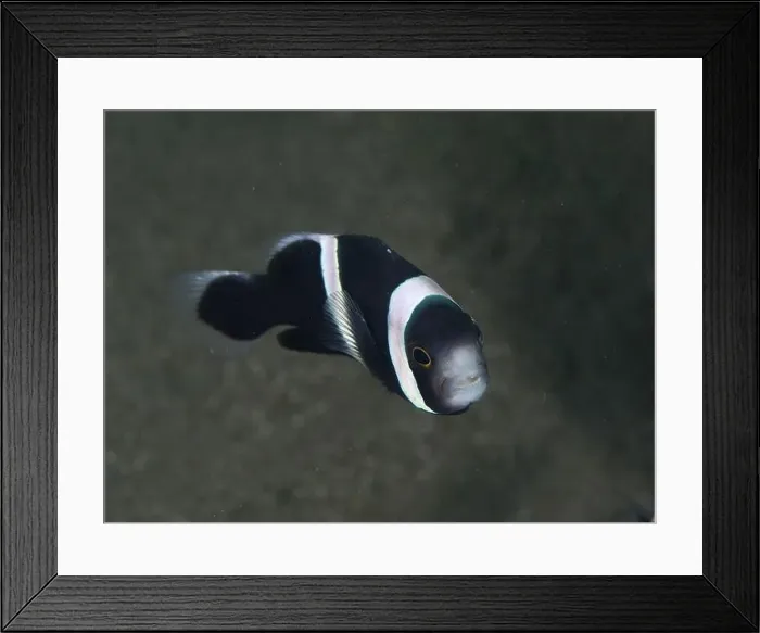 Framed Print : Small black and white fish, saddle spot anemonefish (Amphiprion polymnus) Framed Print : Small black and white fish, saddle spot anemonefish (Amphiprion polymnus)