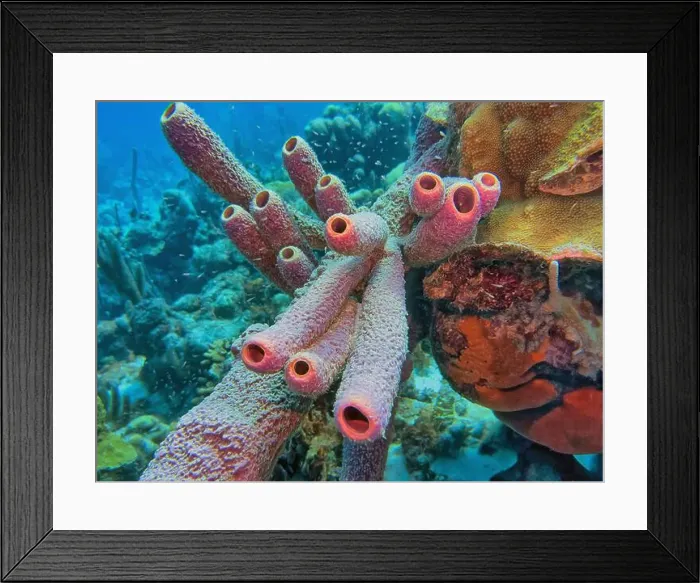 Framed Print : Caribbean coral reef off the coast of the island of Bonaire in summer Framed Print : Caribbean coral reef off the coast of the island of Bonaire in summer