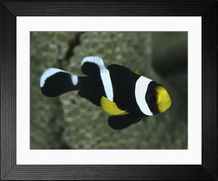 Framed Print : Black and white clownfish with yellow accent Framed Print : Black and white clownfish with yellow accent