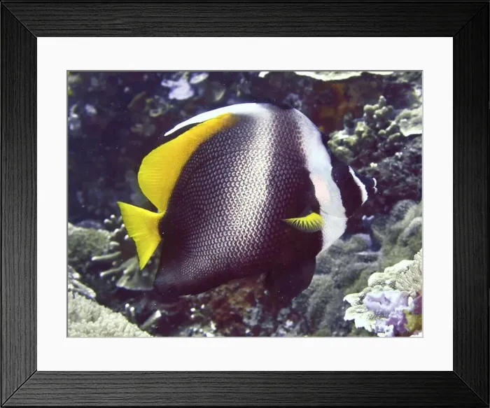 Framed Print : Yellow and white fish with striking pattern Framed Print : Yellow and white fish with striking pattern