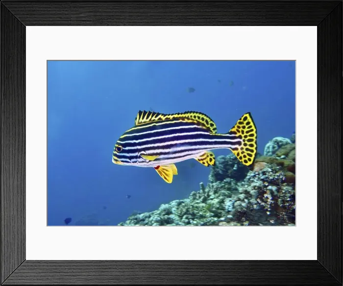 Framed Print : A strikingly striped fish, Oriental sweetlips (Plectorhinchus vittatus) Framed Print : A strikingly striped fish, Oriental sweetlips (Plectorhinchus vittatus)