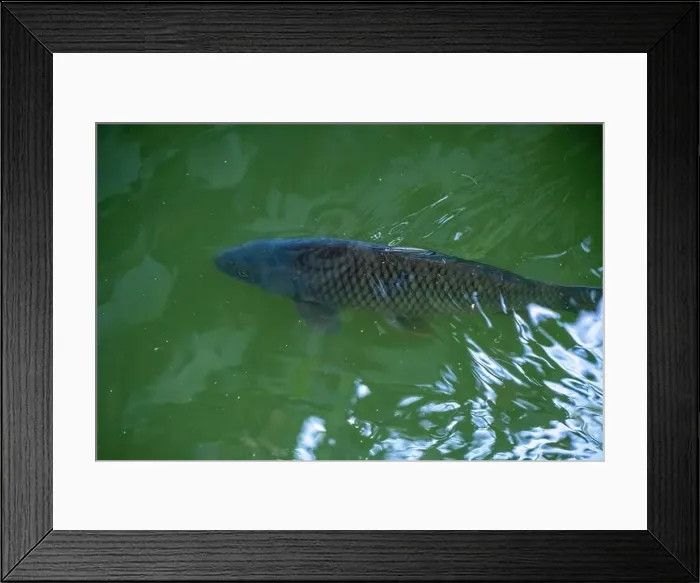 Framed Print : Trout is feeding with food in the sunlight in the lake Framed Print : Trout is feeding with food in the sunlight in the lake