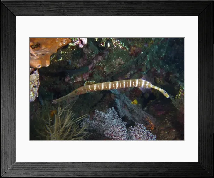Framed Print : A fish with an elongated body and stripes Framed Print : A fish with an elongated body and stripes