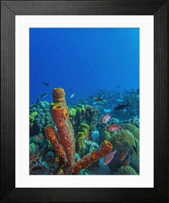 Framed Print : Caribbean coral reef off the coast of the island of Bonaire in summer Framed Print : Caribbean coral reef off the coast of the island of Bonaire in summer