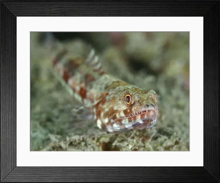 Framed Print : Close-up of a lizard-like fish with camouflaged pattern Framed Print : Close-up of a lizard-like fish with camouflaged pattern