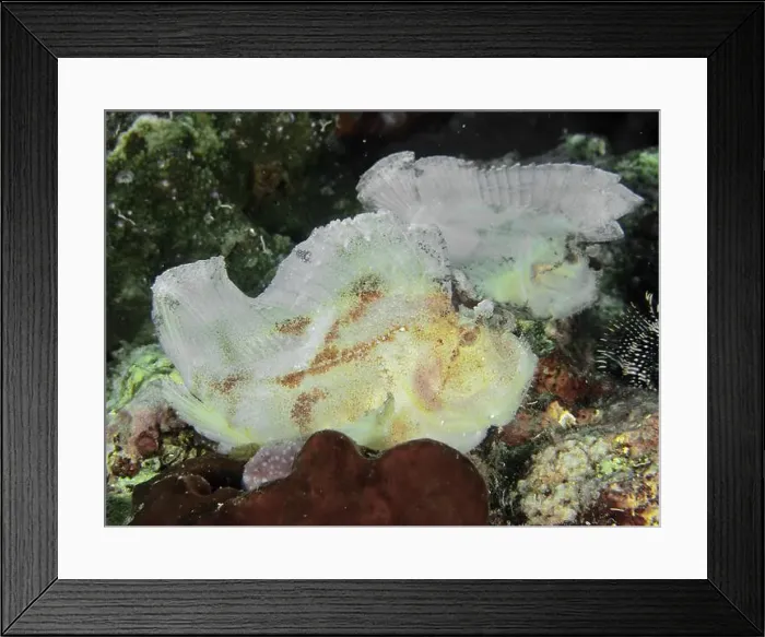 Framed Print : Two almost white fishes, rocking fish (Taenianotus triacanthus)