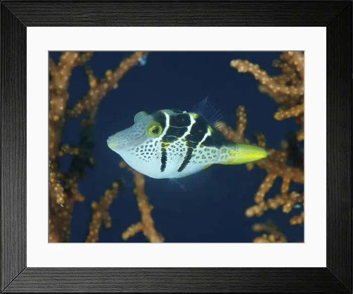 Framed Print : Small, dotted fish, mimicry filefish (Paraluteres prionurus) Framed Print : Small, dotted fish, mimicry filefish (Paraluteres prionurus)