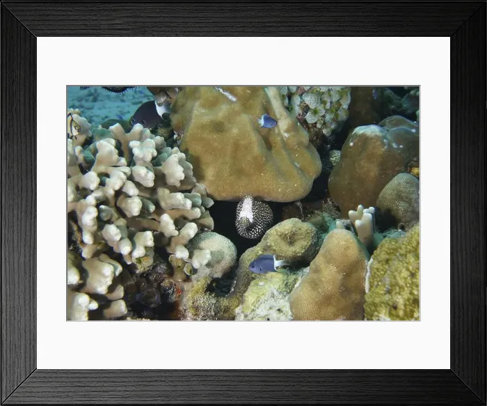 Framed Print : Diverse corals, small fish and a pearl moray eel Framed Print : Diverse corals, small fish and a pearl moray eel