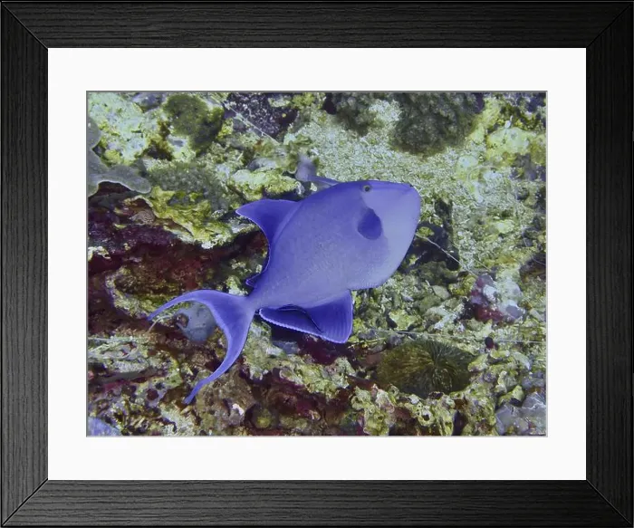 Framed Print : A blue fish, red-toothed triggerfish (Odonus niger) Framed Print : A blue fish, red-toothed triggerfish (Odonus niger)