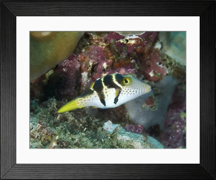 Framed Print : Small, patterned fish, mimicry filefish (Paraluteres prionurus) Framed Print : Small, patterned fish, mimicry filefish (Paraluteres prionurus)
