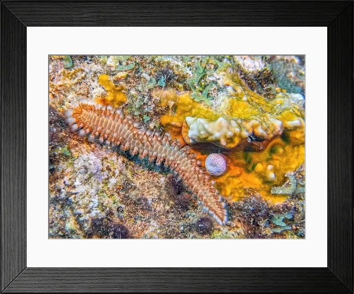 Framed Print : Hermodice carunculata, the bearded fireworm, is a type of marine bristleworm belonging to the Amphinomidae family Framed Print : Hermodice carunculata, the bearded fireworm, is a type of marine bristleworm belonging to the Amphinomidae family