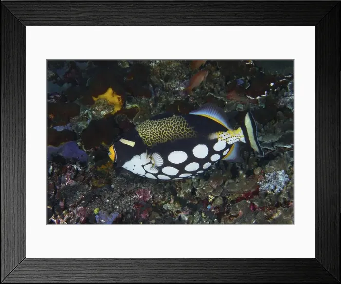 Framed Print : Leopard triggerfish (Balistoides conspicillum) with distinctive spots glides over a colourful reef Framed Print : Leopard triggerfish (Balistoides conspicillum) with distinctive spots glides over a colourful reef