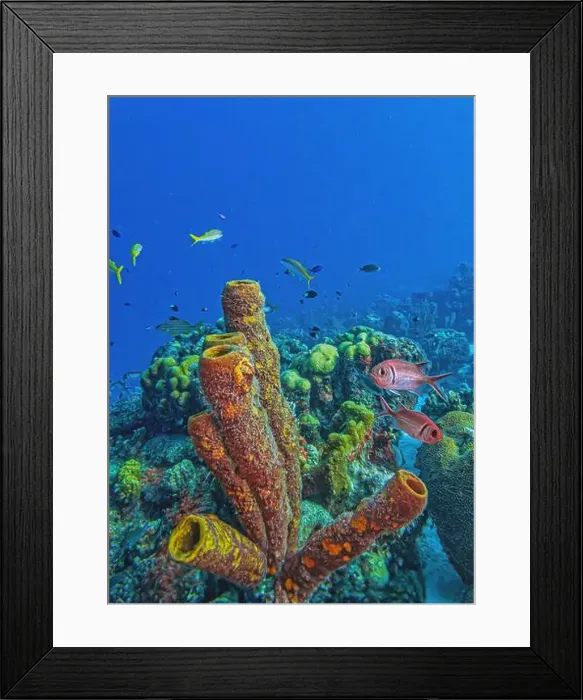 Framed Print : Caribbean coral reef off the coast of the island of Bonaire in summer Framed Print : Caribbean coral reef off the coast of the island of Bonaire in summer