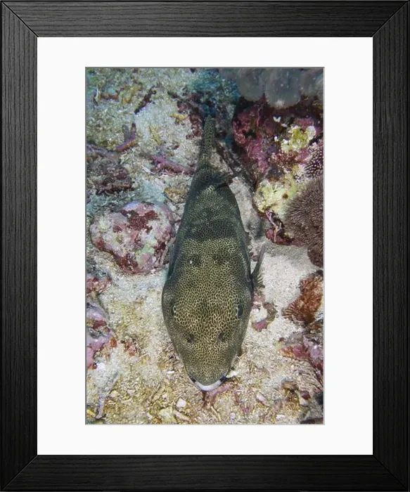 Framed Print : Fish with camouflage pattern, giant pufferfish (Arothron stellatus)