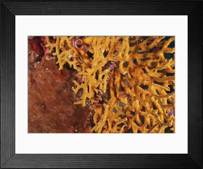 Framed Print : Close-up of a yellow coral under water Framed Print : Close-up of a yellow coral under water