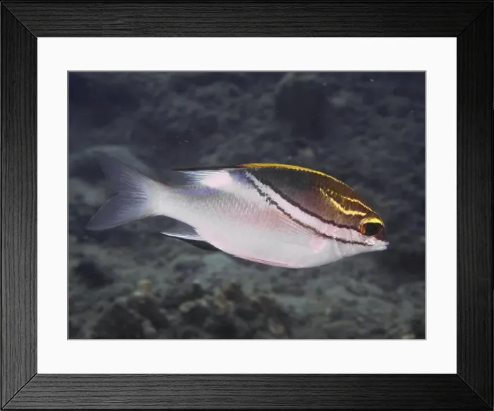 Framed Print : A colourful fish, sash snapper (Scolopsis bilineata) Framed Print : A colourful fish, sash snapper (Scolopsis bilineata)