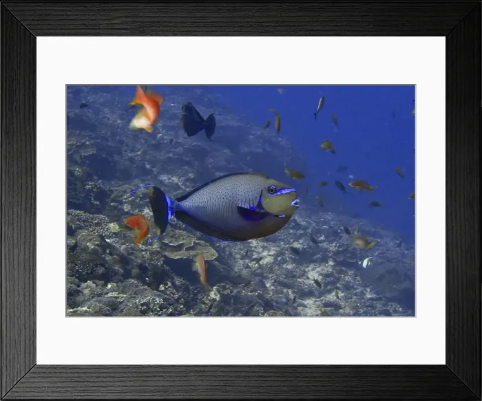 Framed Print : Blue fish, masked nose doctor fish (Naso vlamingii) Framed Print : Blue fish, masked nose doctor fish (Naso vlamingii)