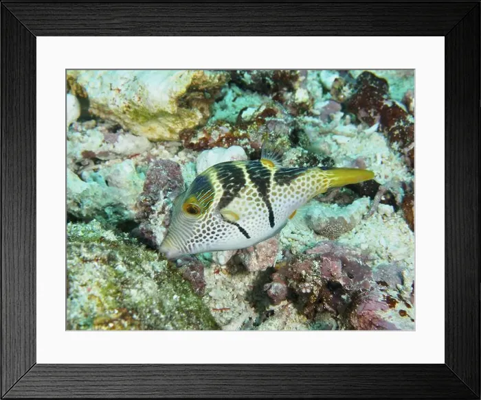 Framed Print : A pufferfish with a striking pattern Framed Print : A pufferfish with a striking pattern