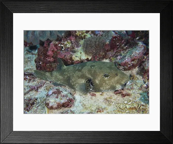 Framed Print : A giant pufferfish (Arothron stellatus) lies on a colourful coral reef bottom in a calm underwater world Framed Print : A giant pufferfish (Arothron stellatus) lies on a colourful coral reef bottom in a calm underwater world