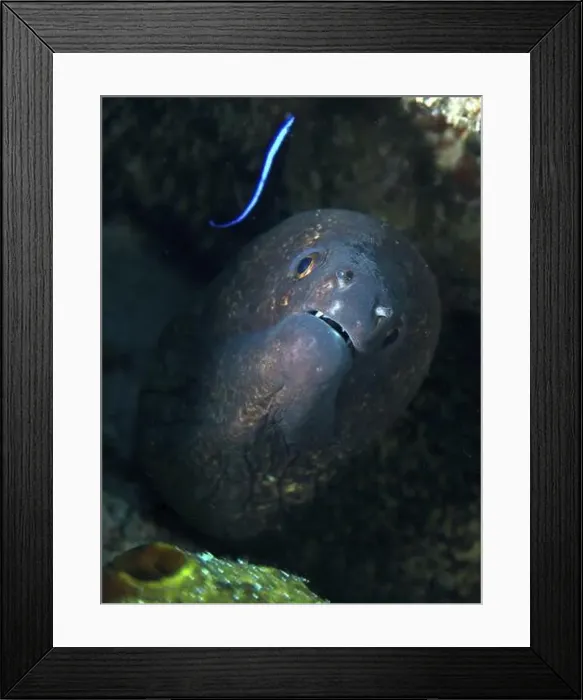 Framed Print : A sooty moray eel (Gymnothorax flavimarginatus) observing a cleaner wrasse Framed Print : A sooty moray eel (Gymnothorax flavimarginatus) observing a cleaner wrasse