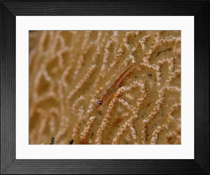 Framed Print : A small, almost transparent fish Framed Print : A small, almost transparent fish