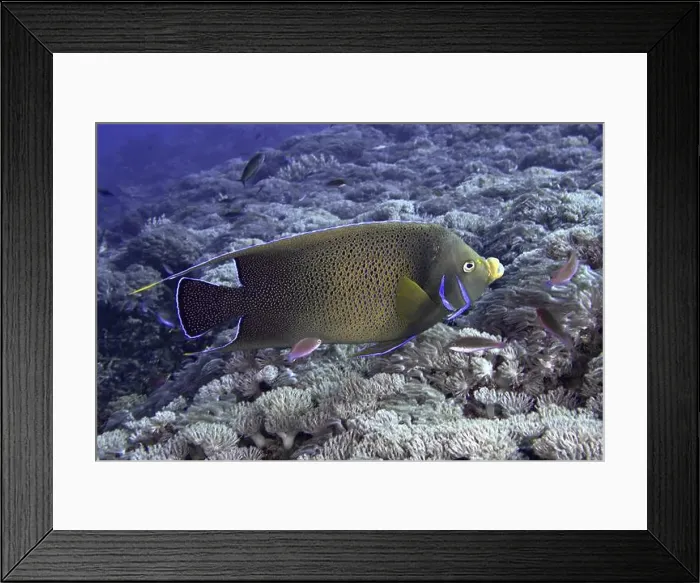 Framed Print : Big angelfish, Koran angelfish (Pomacanthus semicirculatus) Framed Print : Big angelfish, Koran angelfish (Pomacanthus semicirculatus)