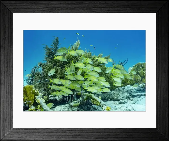 Framed Print : Vibrant school of Haemulon flavolineatum Framed Print : Vibrant school of Haemulon flavolineatum
