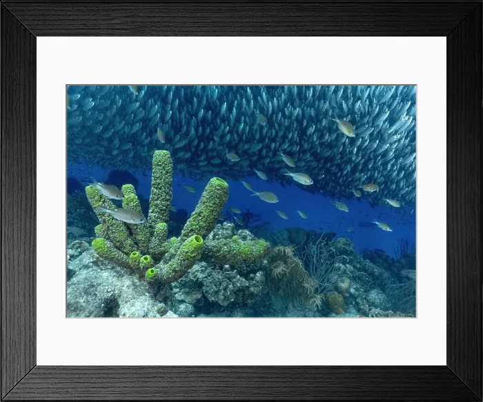 Framed Print : A dense school of Trachurus murphyi fish swarms over vivid coral reefs in Bonaire Framed Print : A dense school of Trachurus murphyi fish swarms over vivid coral reefs in Bonaire