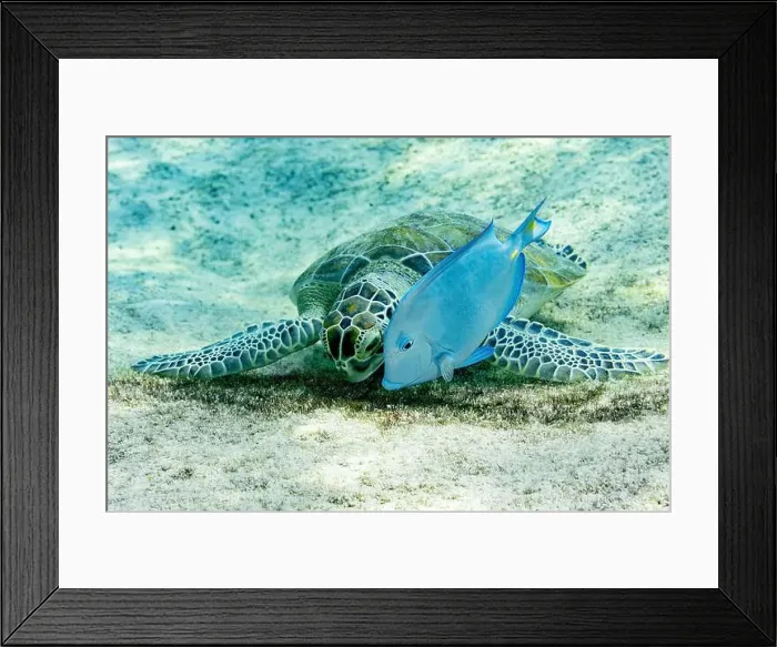 Framed Print : A Chelonia mydas or Green Sea Turtle resting on the seabed with an Acanthurus coeruleus or Blue Tang swimming nearby Framed Print : A Chelonia mydas or Green Sea Turtle resting on the seabed with an Acanthurus coeruleus or Blue Tang swimming nearby