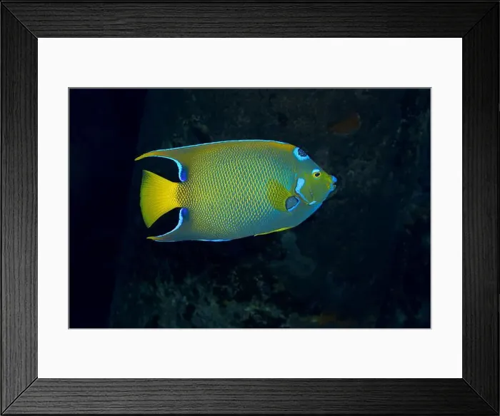 Framed Print : A vibrant Queen Angelfish gliding through the aquatic landscape off the coast of Bonaire Framed Print : A vibrant Queen Angelfish gliding through the aquatic landscape off the coast of Bonaire