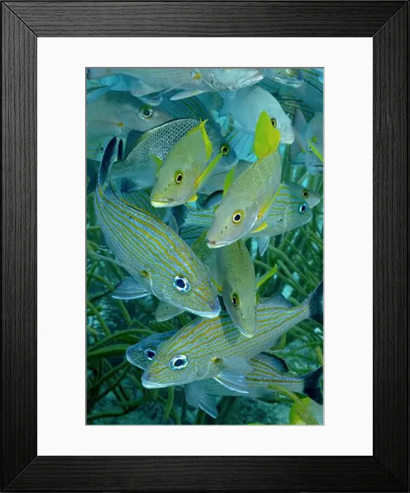 Framed Print : Vibrant school of Haemulon flavolineatum Framed Print : Vibrant school of Haemulon flavolineatum