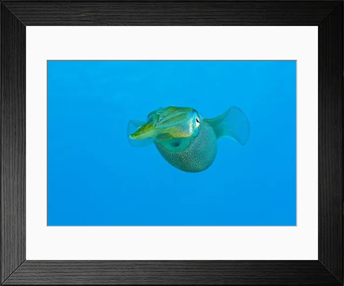 Framed Print : A Sepioteuthis sepioidea, commonly known as a Caribbean Reef Squid Framed Print : A Sepioteuthis sepioidea, commonly known as a Caribbean Reef Squid