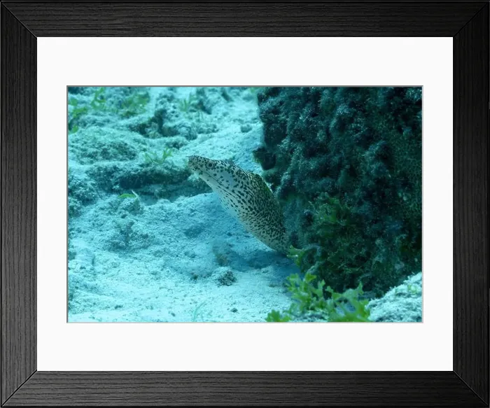 Framed Print : A Gymnothorax moringa, or spotted moray, peers out from its hiding spot among corals in the clear waters around Bonaire Framed Print : A Gymnothorax moringa, or spotted moray, peers out from its hiding spot among corals in the clear waters around Bonaire