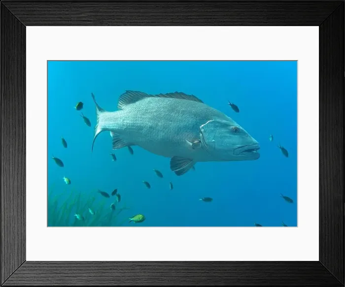 Framed Print : A Lutjanus jocu, or dog snapper, dominates the frame as it swims among smaller fish in the clear blue waters of Bonaire Framed Print : A Lutjanus jocu, or dog snapper, dominates the frame as it swims among smaller fish in the clear blue waters of Bonaire