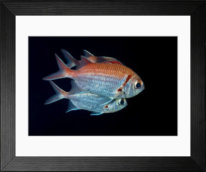 Framed Print : A serene image of Myripristis jacobus Framed Print : A serene image of Myripristis jacobus