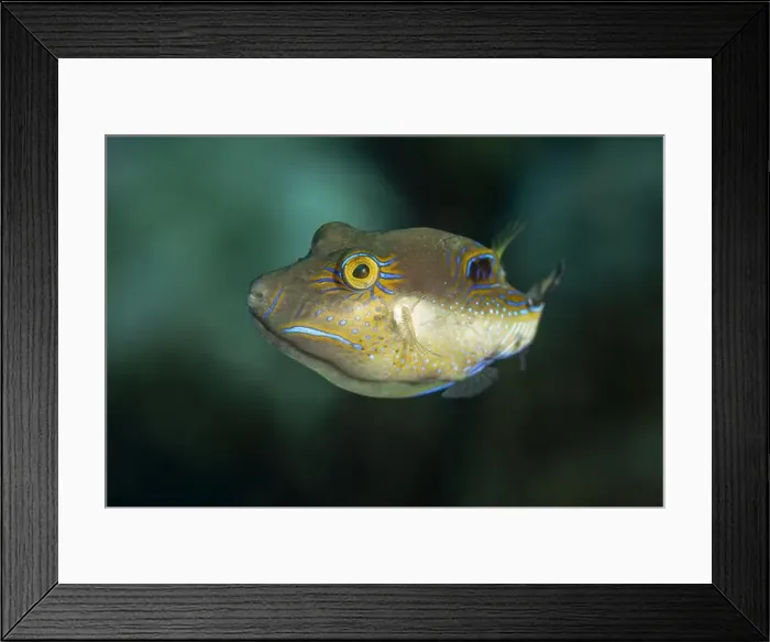 Framed Print : A vivid Canthigaster rostrata, also known as the Sharpnose Puffer Framed Print : A vivid Canthigaster rostrata, also known as the Sharpnose Puffer