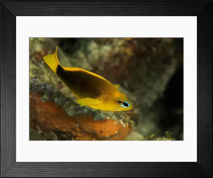 Framed Print : A vibrant Hypoplectrus guttavarius Framed Print : A vibrant Hypoplectrus guttavarius