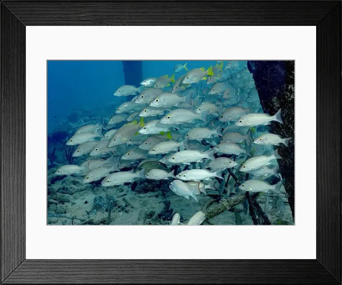 Framed Print : A dense shoal of Lutjanus griseu Framed Print : A dense shoal of Lutjanus griseu
