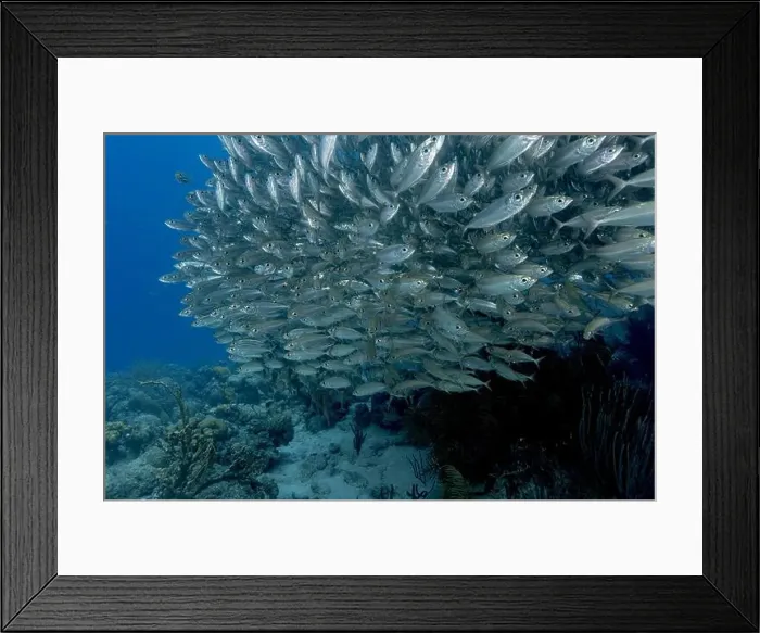 Framed Print : A large, densely packed school of shimmering Bigeye Scad or Selar crumenophthalmus swarms the tropical underwater Framed Print : A large, densely packed school of shimmering Bigeye Scad or Selar crumenophthalmus swarms the tropical underwater
