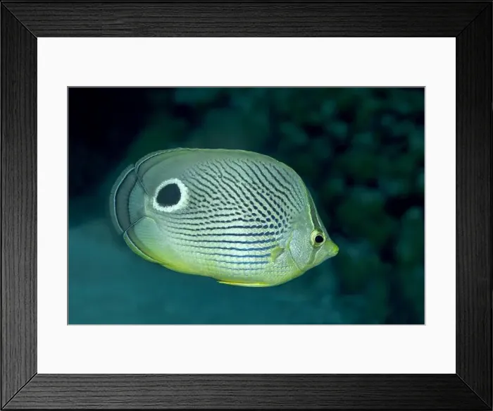 Framed Print : A serene Foureye Butterflyfish or Chaetodon capistratus Framed Print : A serene Foureye Butterflyfish or Chaetodon capistratus
