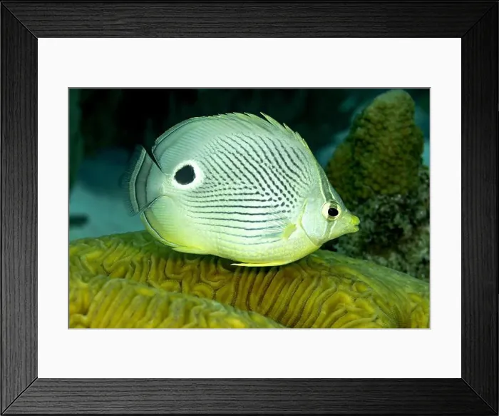 Framed Print : A vivid image capturing a Chaetodon capistratus Framed Print : A vivid image capturing a Chaetodon capistratus