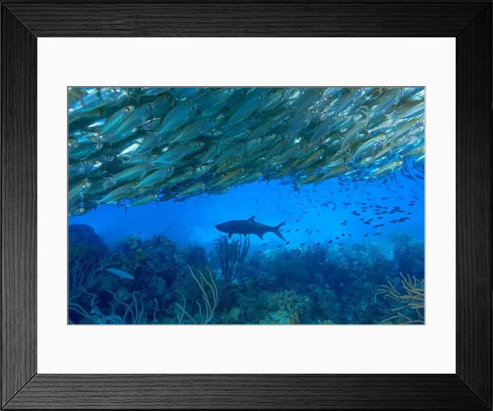 Framed Print : A large school of Trachurus murphyi or Jack mackerel forms a bait ball with a solitary Tarpon or Megalops atlanticus Framed Print : A large school of Trachurus murphyi or Jack mackerel forms a bait ball with a solitary Tarpon or Megalops atlanticus