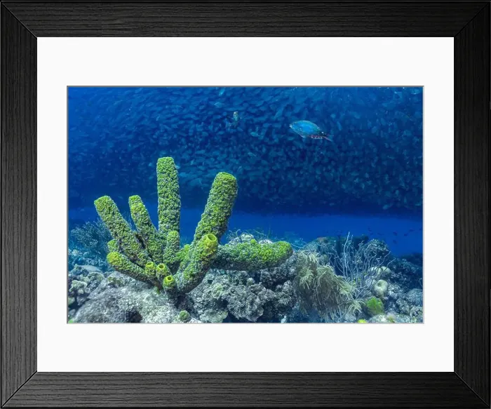 Framed Print : A dense school of Trachurus murphyi fish swarms over vivid coral reefs in Bonaire Framed Print : A dense school of Trachurus murphyi fish swarms over vivid coral reefs in Bonaire