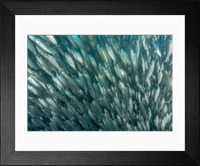 Framed Print : A dense school of Trachurus murphyi fish swarms over vivid coral reefs in Bonaire Framed Print : A dense school of Trachurus murphyi fish swarms over vivid coral reefs in Bonaire